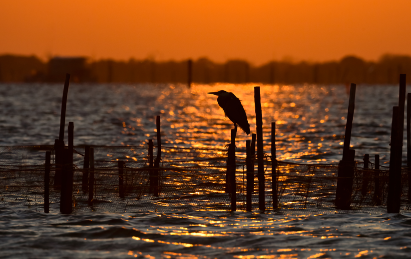 Il paradiso del birdwatching