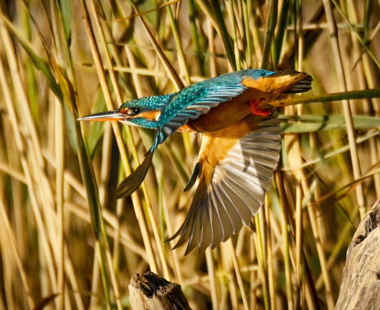 Immagine di un Martin Pescatore.